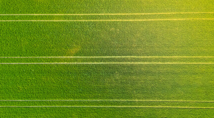 Green farmland from a bird's eye view in sunny rays and windy weather