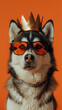 Siberian Husky Dog dressed in orange sunglasses and golden crown on orange background. Kingsday celebration in the Netherlands concept