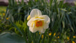 One flowering Narcissus Flower against a dark foliage.