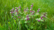 flowering shrub of an observant purple among green grass.
