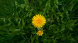 Brightly yellow dandelion flowers on a dark background of greens.