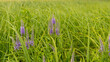 Blue flowers and green grass in the meadow. Web banner.