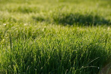 Wall Mural - Green grass with dew drops in the morning at sunrise.