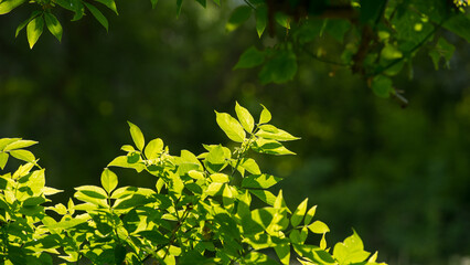 Canvas Print - Bright green foliage on a dark forest background.