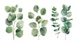 eucalyptus leaves set illustration brings organic elegance to invitations, greeting cards, and logos