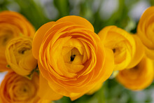 Selective Focus Of Golden Yellow Flowers Ranunculus Asiaticus With Green Leaves, The Persian Buttercup Is A Species Of Flowering Plants In The Family Ranunculaceae, Nature Floral Background.