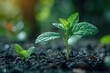 © Graph Squad - The sprout of the seed is growing on black soil