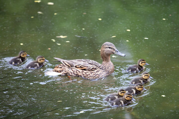 Sticker - Mother duck with her ducklings close up