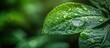Fresh Dew Drops Glistening on Vibrant Green Leaves Against a Dark Background