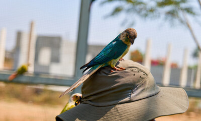 A parrot sits on a mans hat in the park