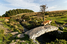 Walla Brook Ancient Stone Clapper Bridge At Scorhill, Shovel Down, Dartmoor National Park, Near Chagford, Devon, England