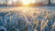 A field of grass covered in frost with the sun setting in the background. Perfect for nature and landscape backgrounds