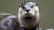 an-otter-with-its-fur-puffed-up-trying-to-appear-upscaled_2