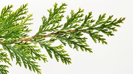 Detailed close up of a tree branch. Suitable for nature backgrounds