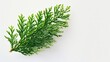 Close up of a green plant on a white surface, suitable for various projects