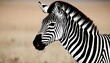 a-zebra-with-its-head-held-high-exuding-confidenc-upscaled_5