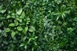 A close-up view of a bunch of green plants. Perfect for botanical and nature themes