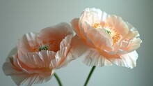   A Close-up Of Two Pink Flowers In A Vase Against A White Wall Background