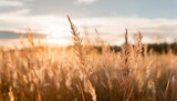 Fototapeta  - grass stalks in the sun autumn nature background field grass stems in orange sunset sunlight autumn sunset