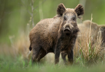 Wall Mural - wild boar close up ( sus scrofa )