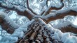   A towering snow-covered tree with heavy snowfall on its branches