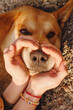 Dog nose of a red dog and woman's hands in the shape of a heart close-up, top view. Conceptual image of friendship, trust, love, help between man and dog