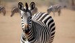 a-zebra-with-its-ears-pricked-forward-in-curiosity-upscaled_4