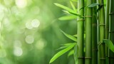 Fototapeta Sypialnia - Green bamboo stalks capture nature's tranquility with a serene bokeh background