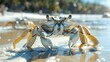 Crabs scuttling across the sand