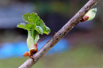 Canvas Print - Gooseberry Leaf Bud 03