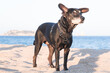 Perro viejo hembra mestizo de paseo en la playa durante la puesta de sol en La Gola de Ter. Perra adoptada de edad avanzada.