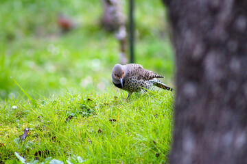 Sticker - Gilded Flicker in Grass 03