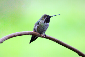 Sticker - Hummer on Wisteria 01