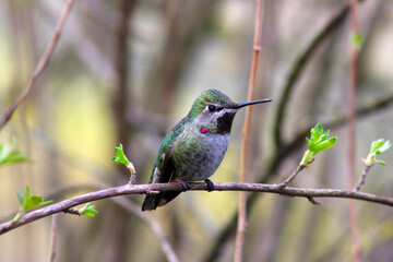 Sticker - Red-Capped Hummer on Lilac 08