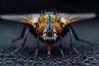detailed fly portrait