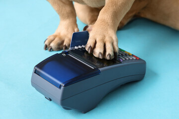 Cute French bulldog paying with credit card via payment terminal on blue background