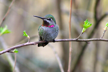 Sticker - Red-Capped Hummer on Lilac 17