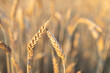 Straight ripe ears of wheat against the background of a blurred agricultural field. The concept of harvesting. Selective focus. Copy space