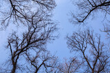 Fototapeta Na drzwi - tree branches against sky