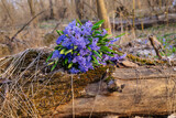 Fototapeta Na drzwi - a bouquet of flowers lie on an old stump