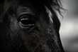 A close up of a horse's eye with a dark background