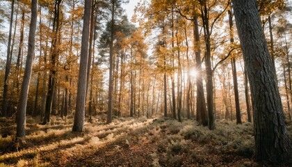 Poster - autumnal nature of autumn forest forest nature in autumn season seasonal nature in autumn forest