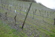 Steep vineyards in the Mosel