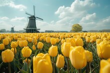 Yellow Tulips Fields And Windmill