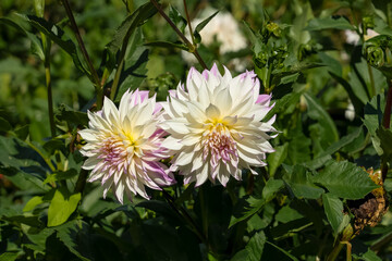 Wall Mural - close-up of blooming white and violet flowers of Dahlia Crazy Love