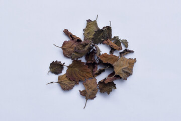 Dried patchouli leaf oil ingredient on isolated white background