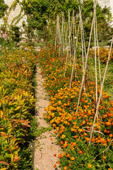 Wall Mural - a border full with blooming orange, yellow and red flowers