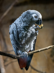 Wall Mural - A gray parrot eating a peanut.