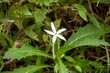 Flower of a Star of Bethlehem or madamfate, Hippobroma longiflora