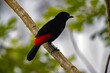 Scarlet rumped tanager, Ramphocelus passerinii, on a branch